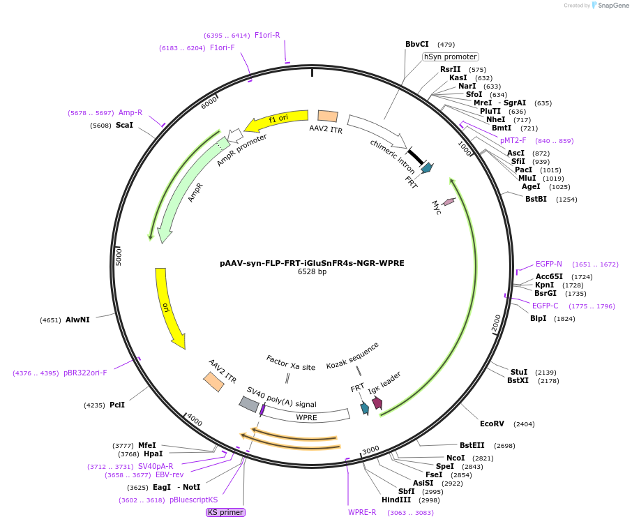 234453-plasmid-map-sequence-id-465748