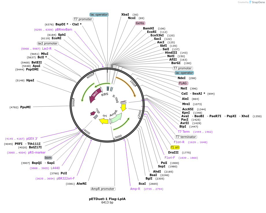 232118-plasmid-map-sequence-id-465789