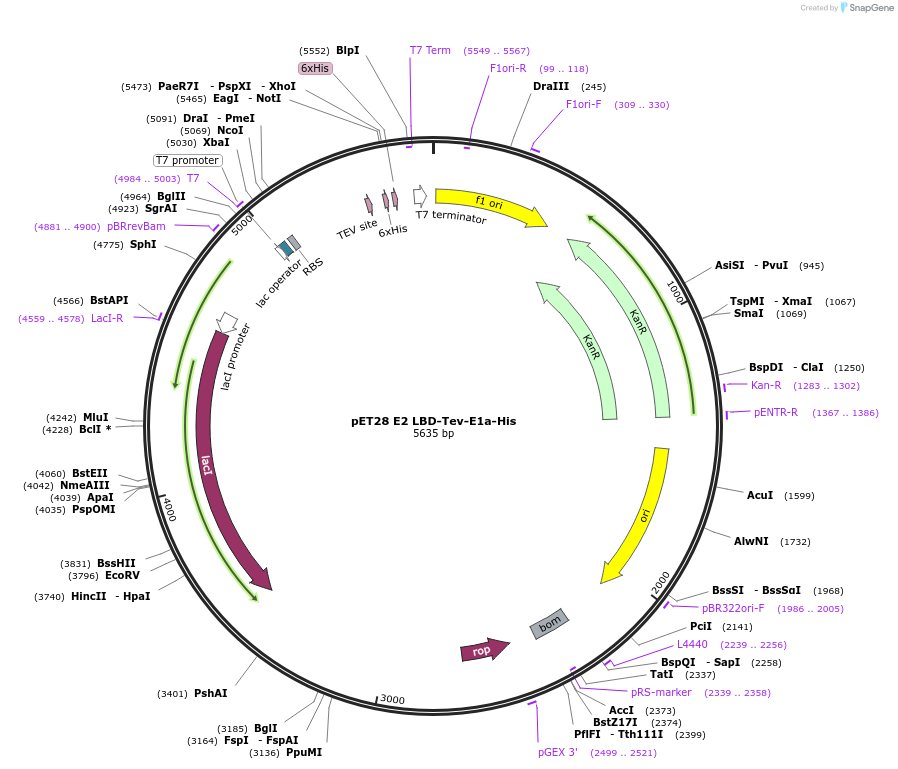 232117-plasmid-map-sequence-id-465790