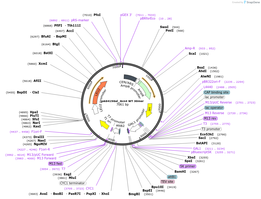 232986-plasmid-map-sequence-id-465796