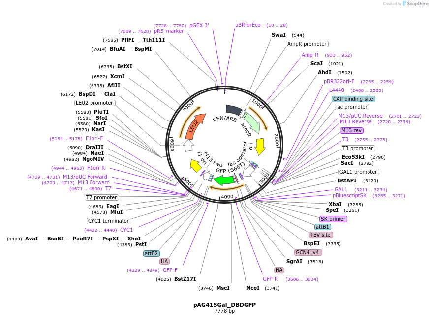 232999-plasmid-map-sequence-id-465871