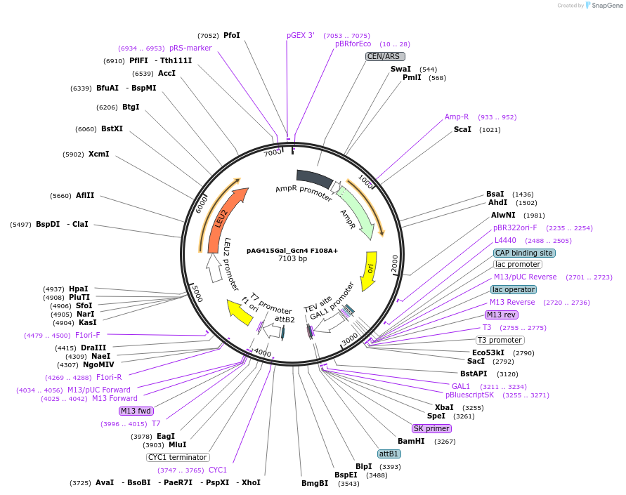 232974-plasmid-map-sequence-id-465873