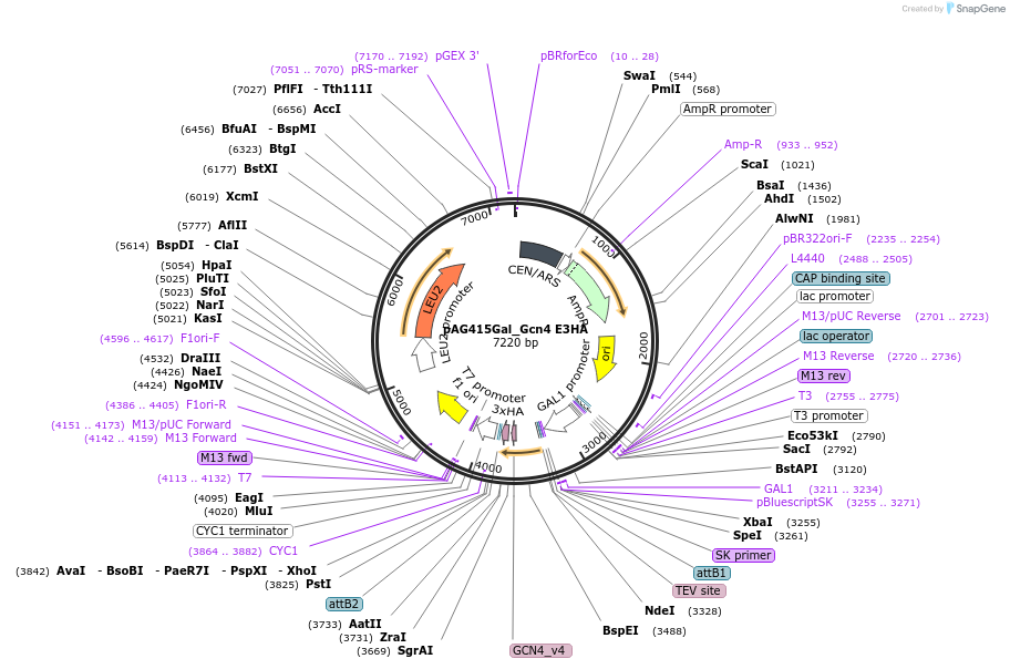 232996-plasmid-map-sequence-id-465875