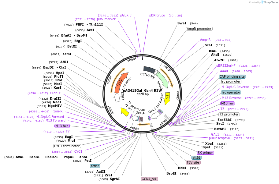 232975-plasmid-map-sequence-id-465877