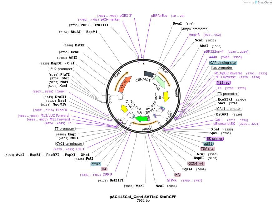 233006-plasmid-map-sequence-id-465887