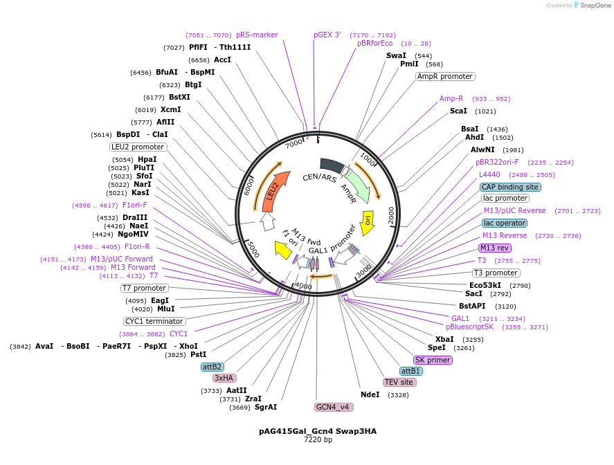 232998-plasmid-map-sequence-id-465890