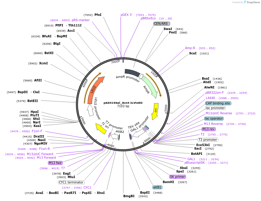 232957-plasmid-map-sequence-id-465891