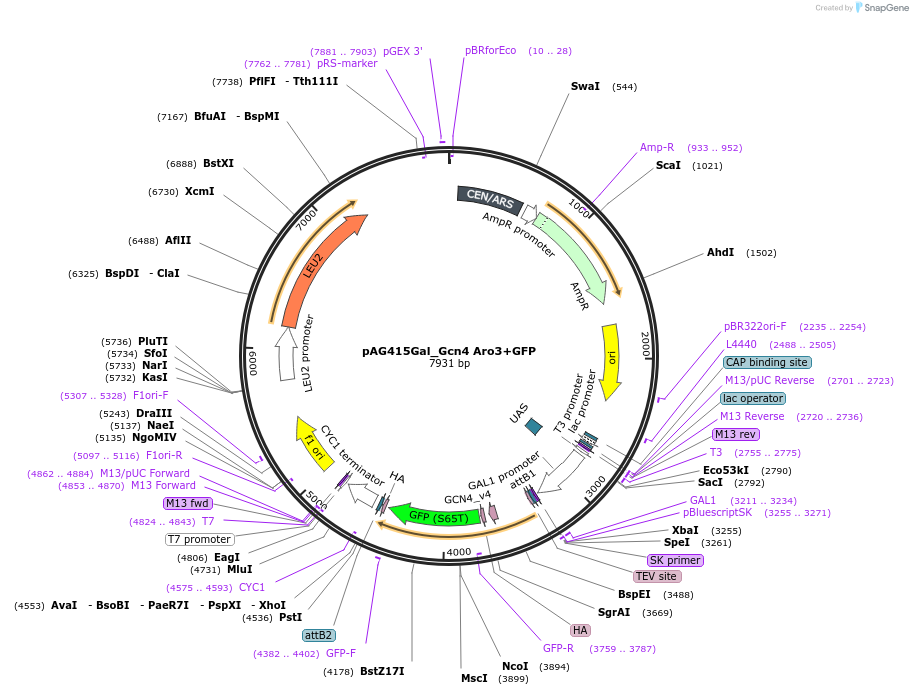 233002-plasmid-map-sequence-id-465892