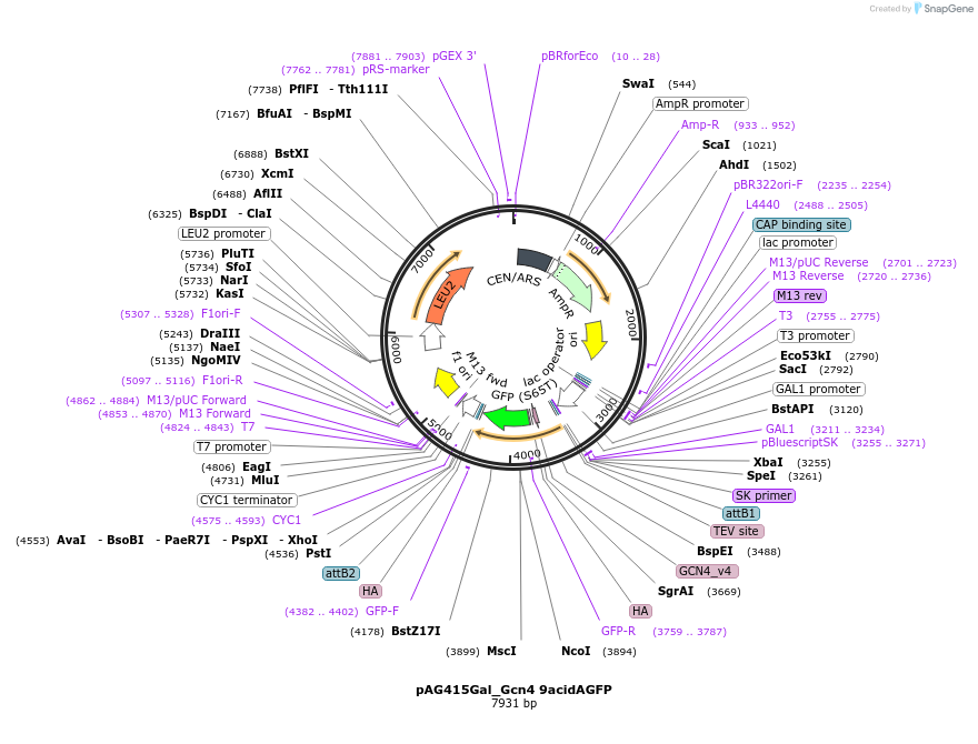 233009-plasmid-map-sequence-id-465894