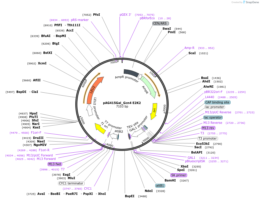232968-plasmid-map-sequence-id-465895