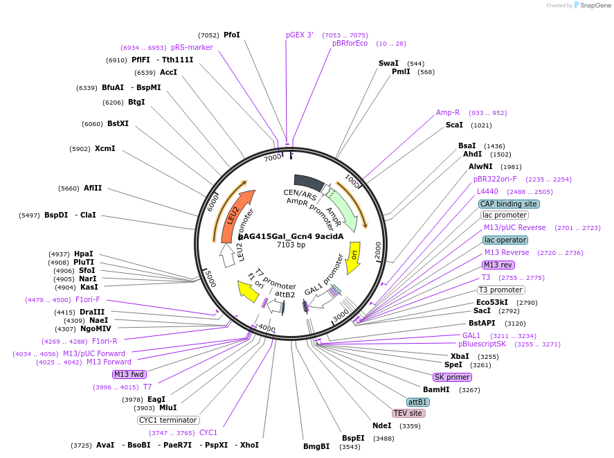 232967-plasmid-map-sequence-id-465896