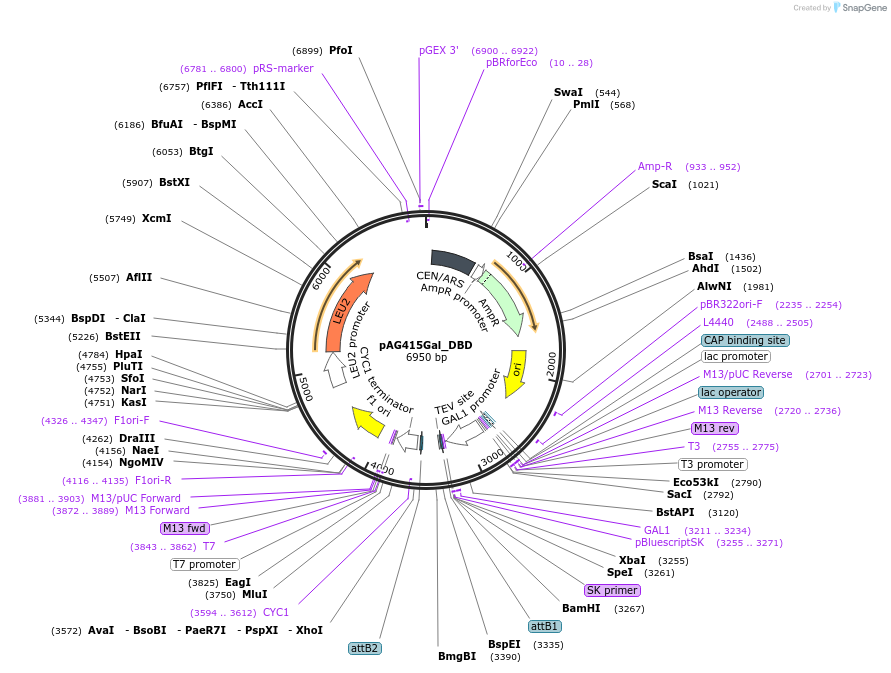 232985-plasmid-map-sequence-id-465898