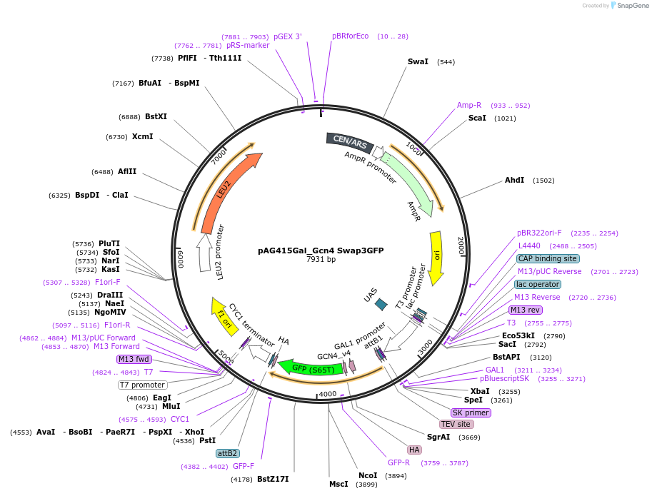 233010-plasmid-map-sequence-id-465901