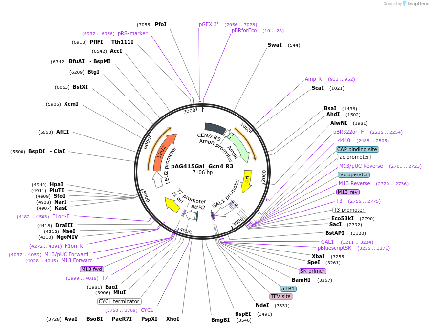 232973-plasmid-map-sequence-id-465902