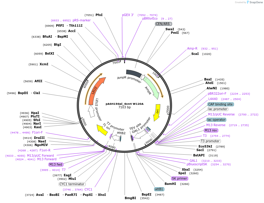 232962-plasmid-map-sequence-id-465904