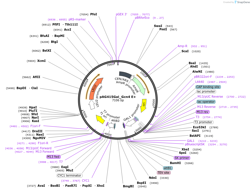 232963-plasmid-map-sequence-id-465905