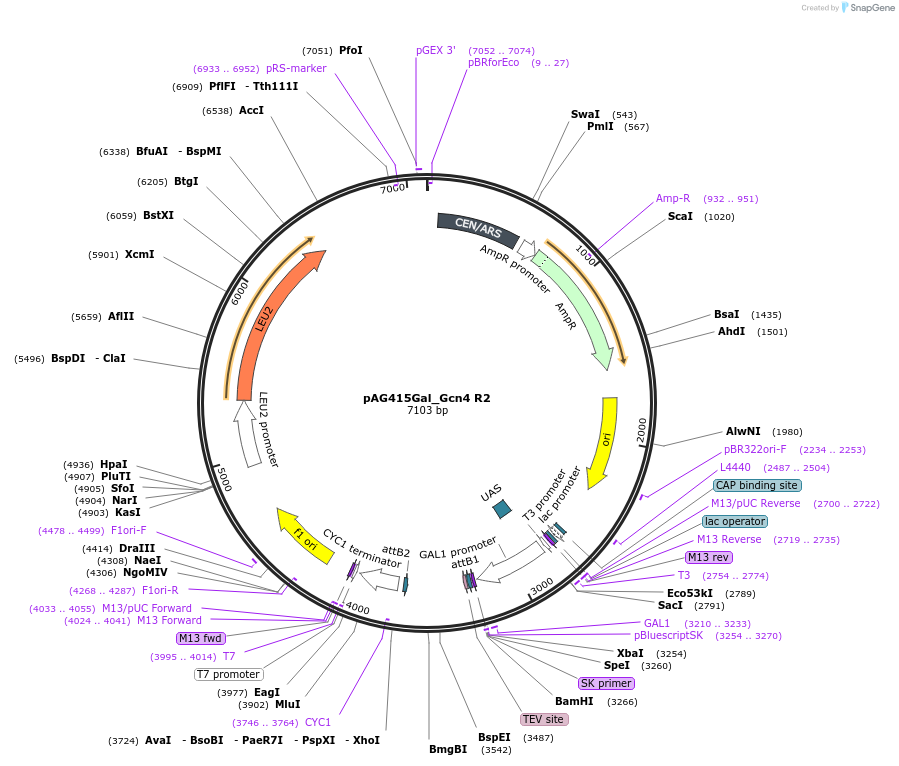 232970-plasmid-map-sequence-id-465906