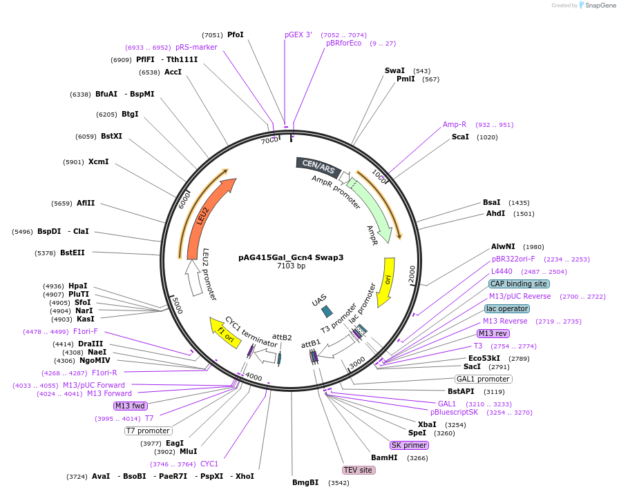 232960-plasmid-map-sequence-id-465907