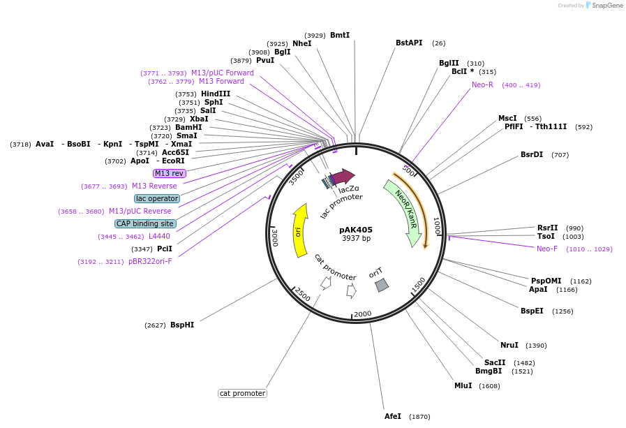 37114-plasmid-map-sequence-id-46591