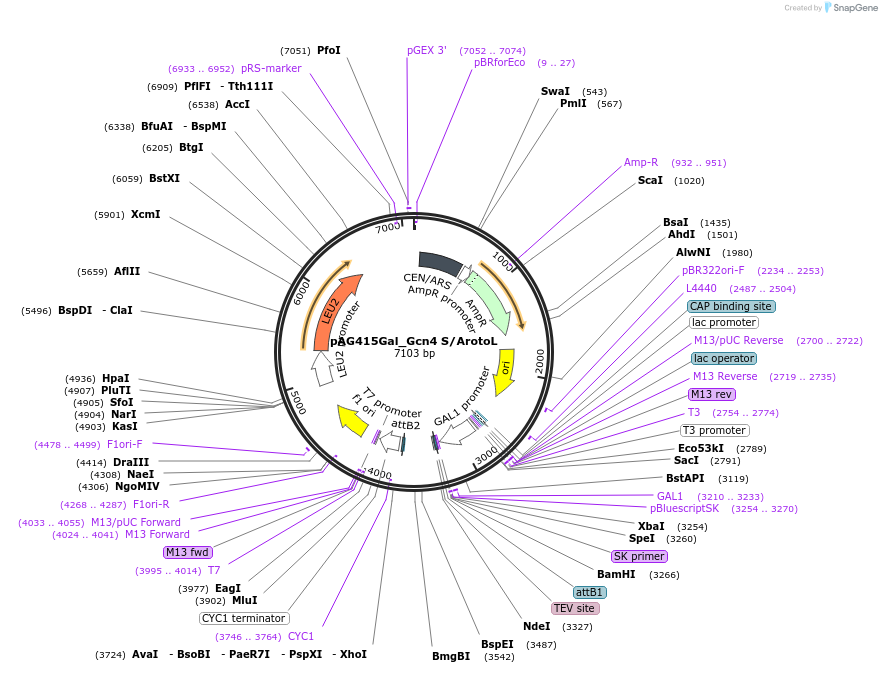 232979-plasmid-map-sequence-id-465910
