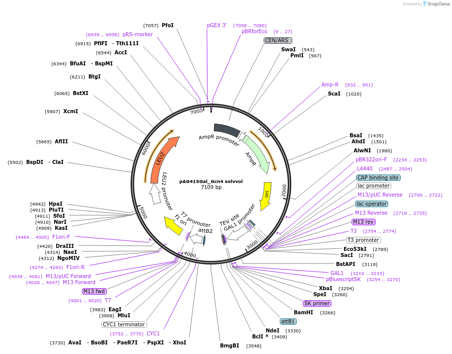 232976-plasmid-map-sequence-id-465912