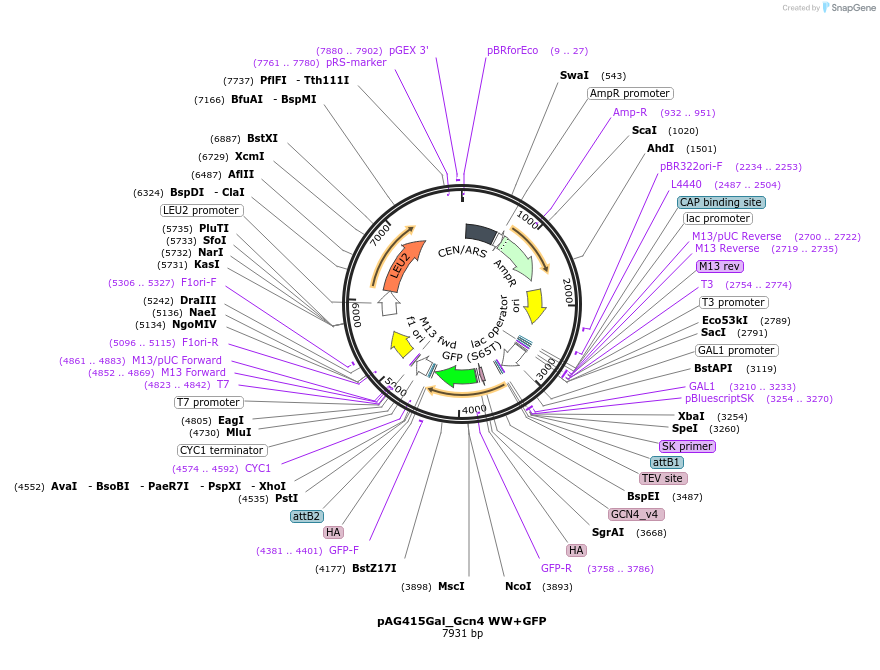 233003-plasmid-map-sequence-id-465915