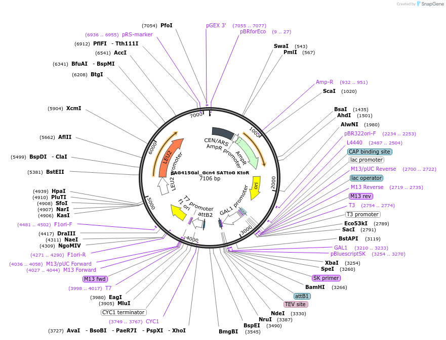 232961-plasmid-map-sequence-id-465956