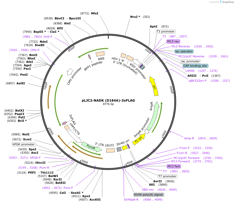 233889-plasmid-map-sequence-id-465957