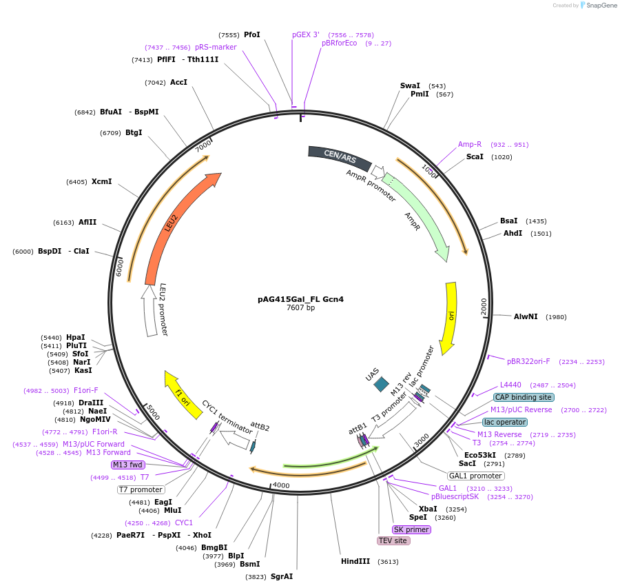 232955-plasmid-map-sequence-id-465959