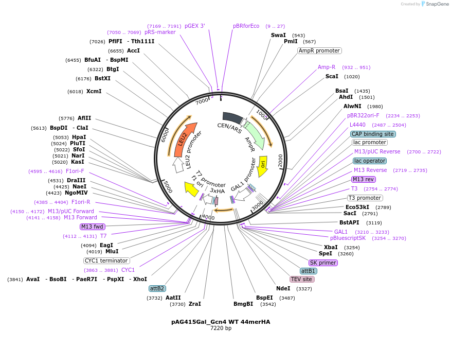 232988-plasmid-map-sequence-id-465964