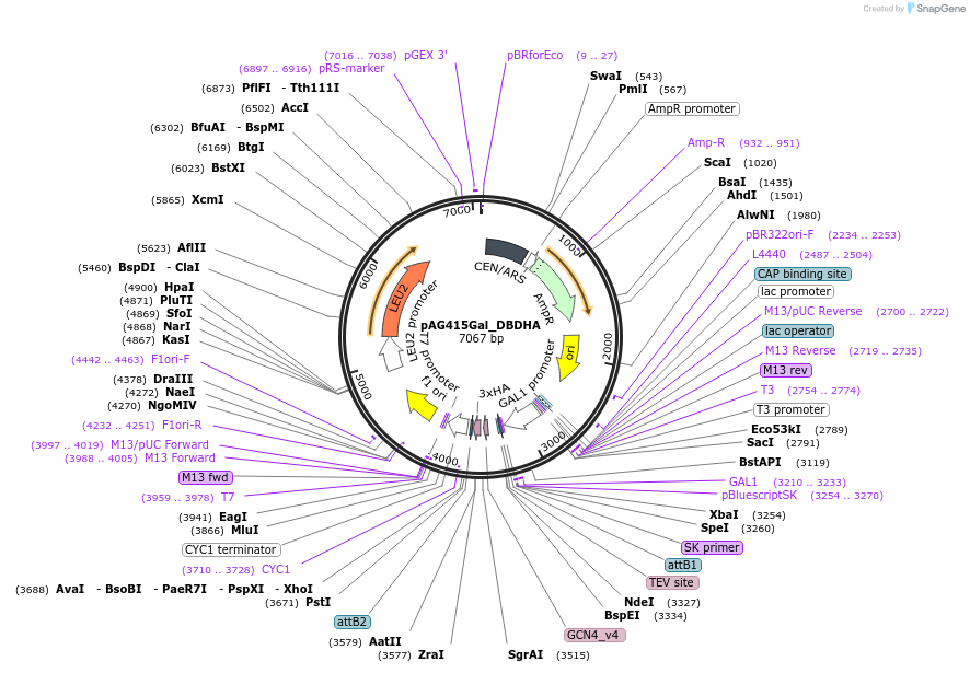232987-plasmid-map-sequence-id-465965
