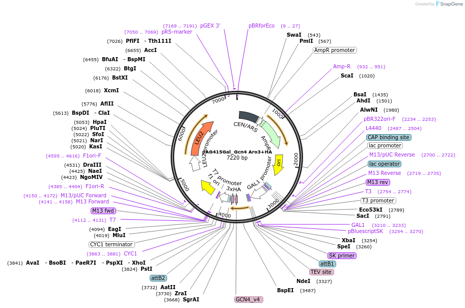 232990-plasmid-map-sequence-id-465966