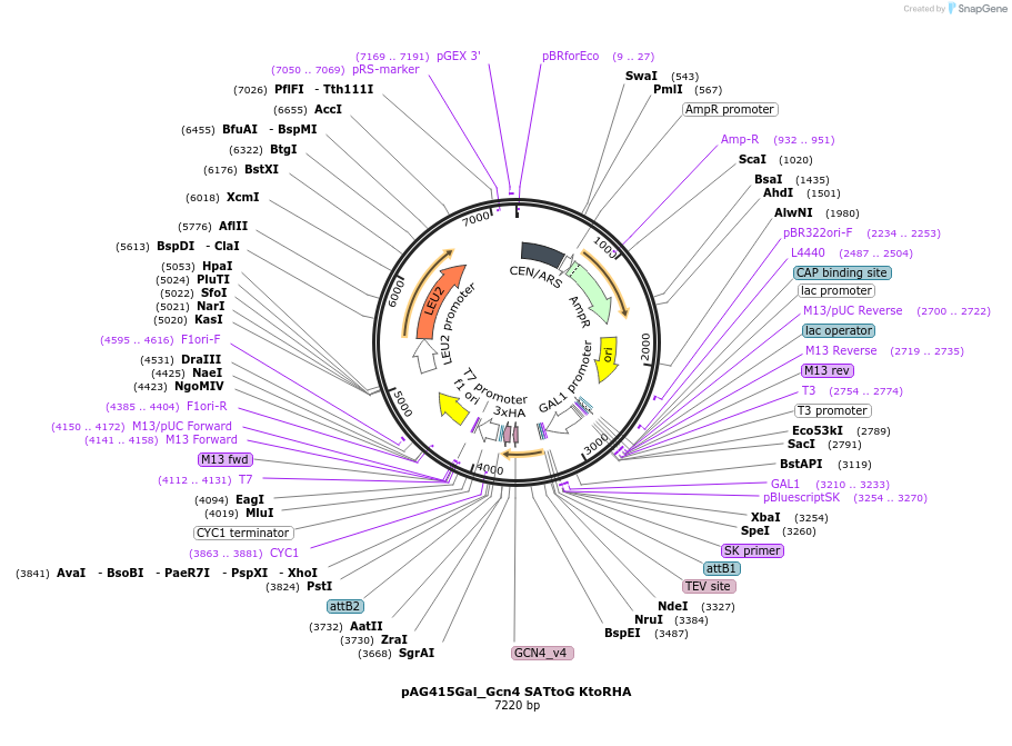 232994-plasmid-map-sequence-id-465967