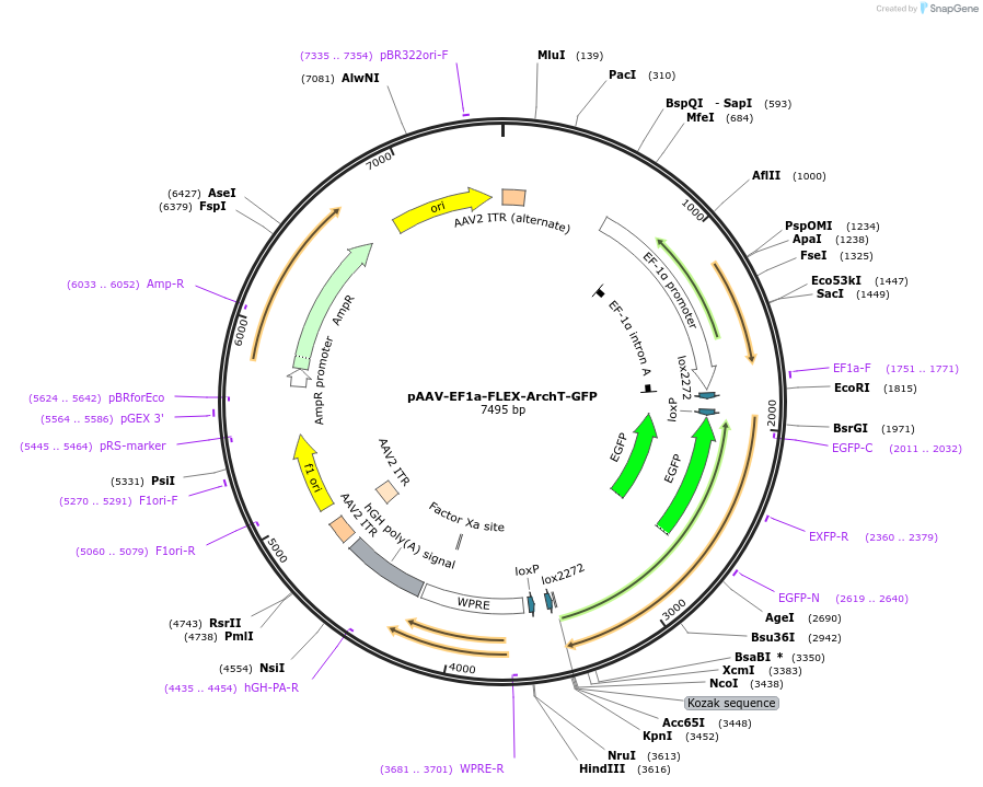 58851-plasmid-map-sequence-id-465969