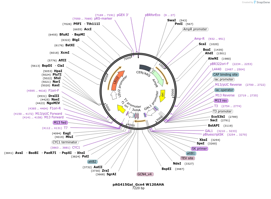 232992-plasmid-map-sequence-id-465972