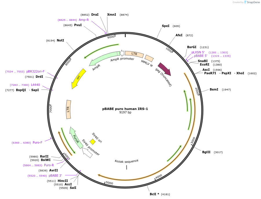11025-plasmid-map-sequence-id-465974