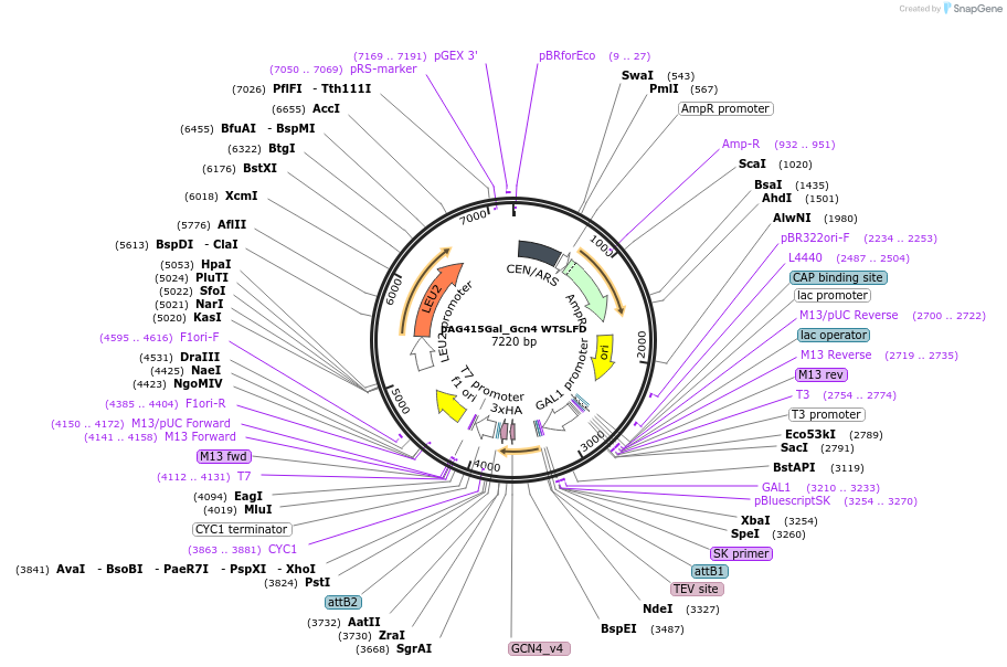 232980-plasmid-map-sequence-id-465976