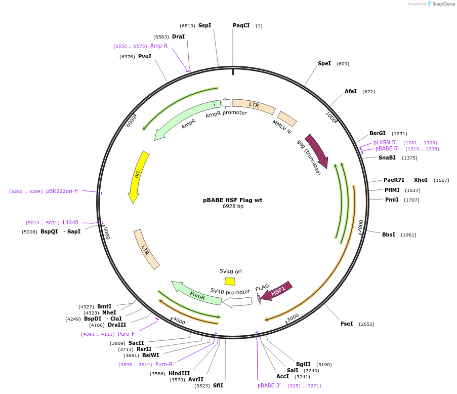 1948-plasmid-map-sequence-id-465977