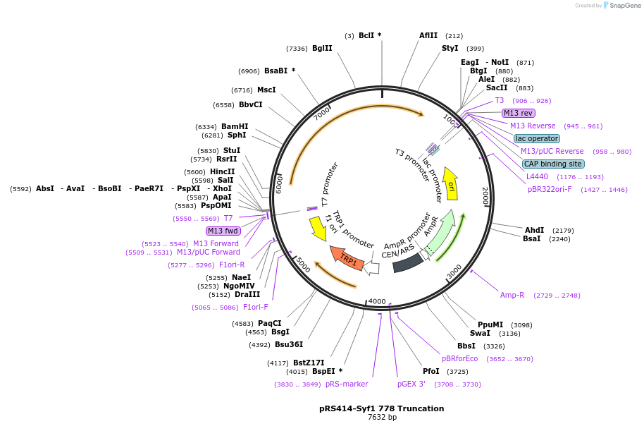 234115-plasmid-map-sequence-id-465993