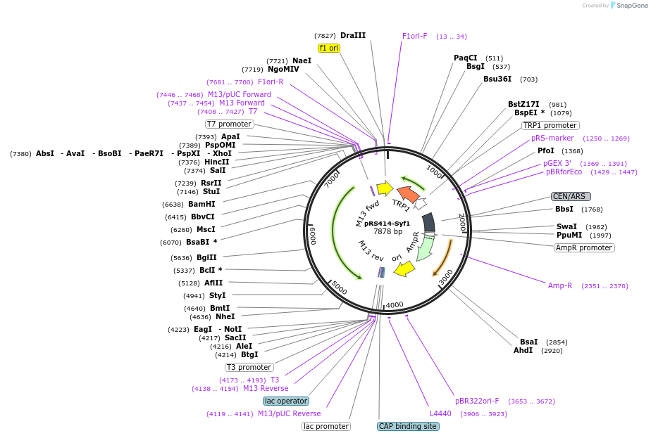 234114-plasmid-map-sequence-id-465994