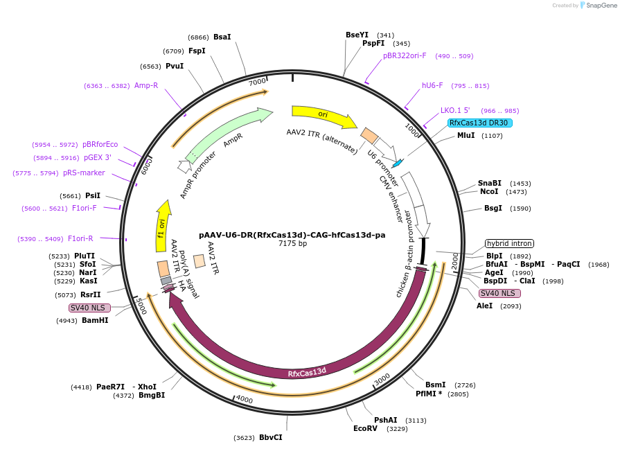 233036-plasmid-map-sequence-id-465997