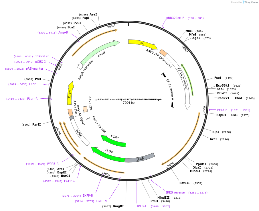 233040-plasmid-map-sequence-id-465998