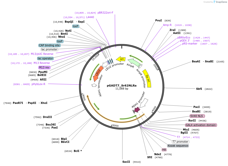 233528-plasmid-map-sequence-id-466008