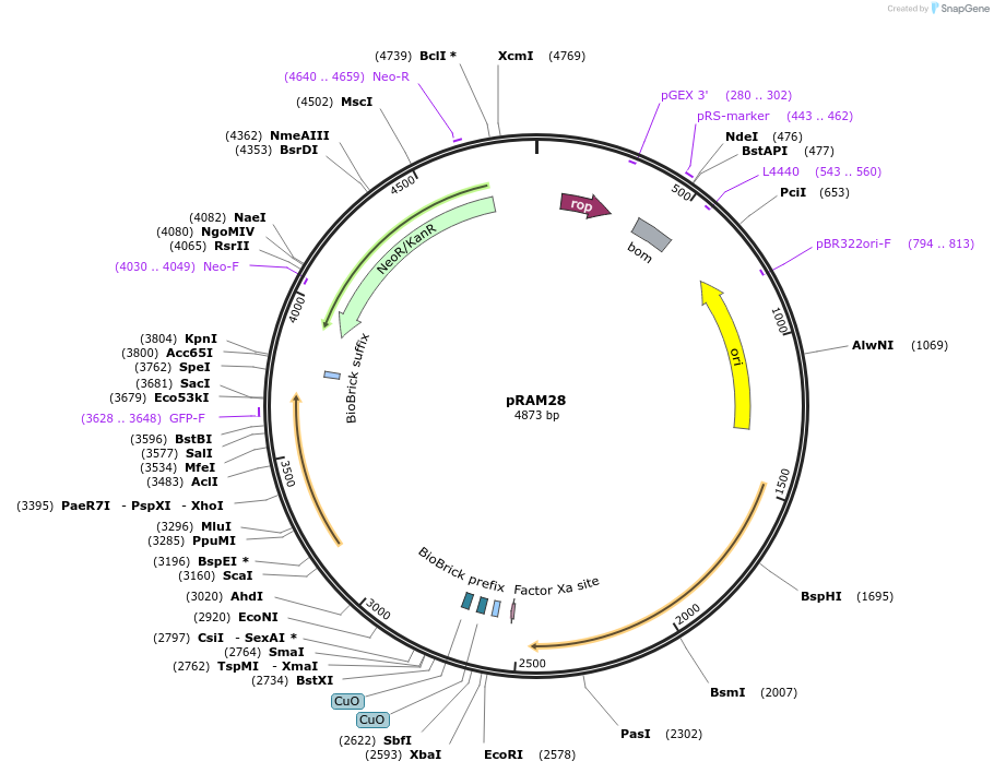234314-plasmid-map-sequence-id-466009