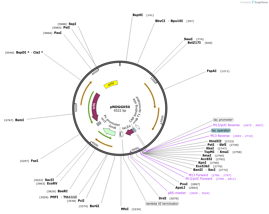 231319-plasmid-map-sequence-id-466017