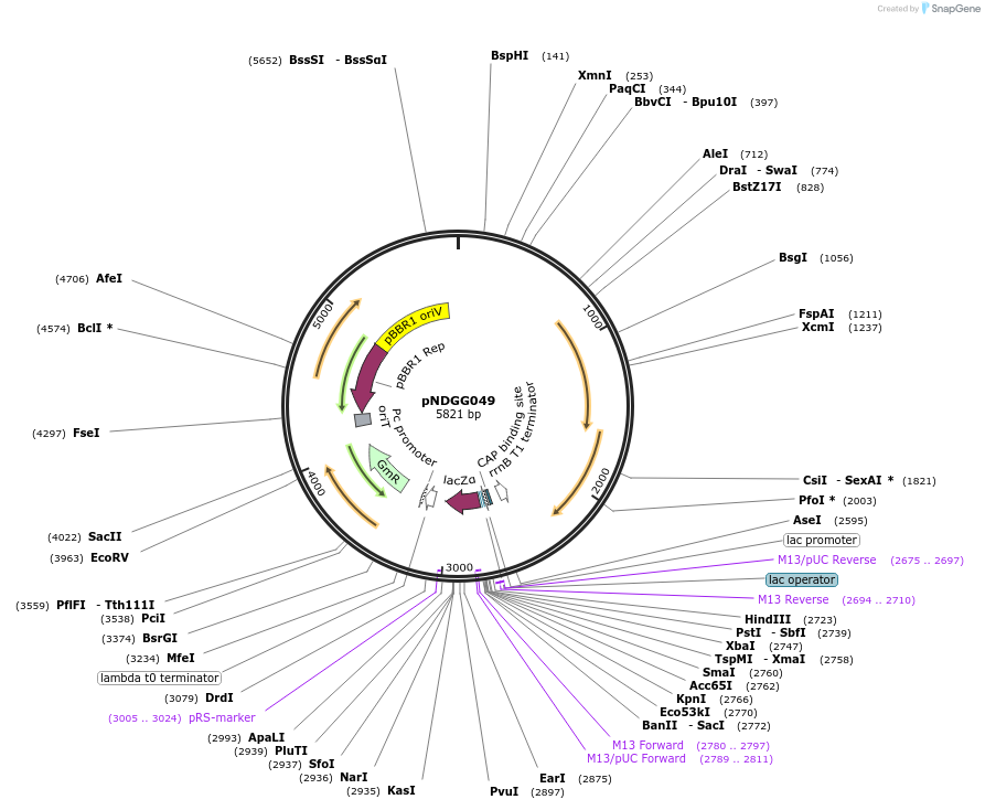 231318-plasmid-map-sequence-id-466018