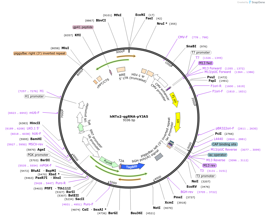 217782-plasmid-map-sequence-id-466020