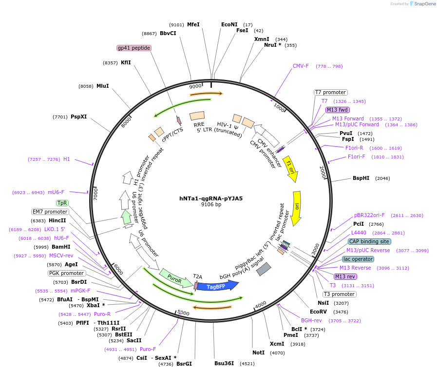 217779-plasmid-map-sequence-id-466021