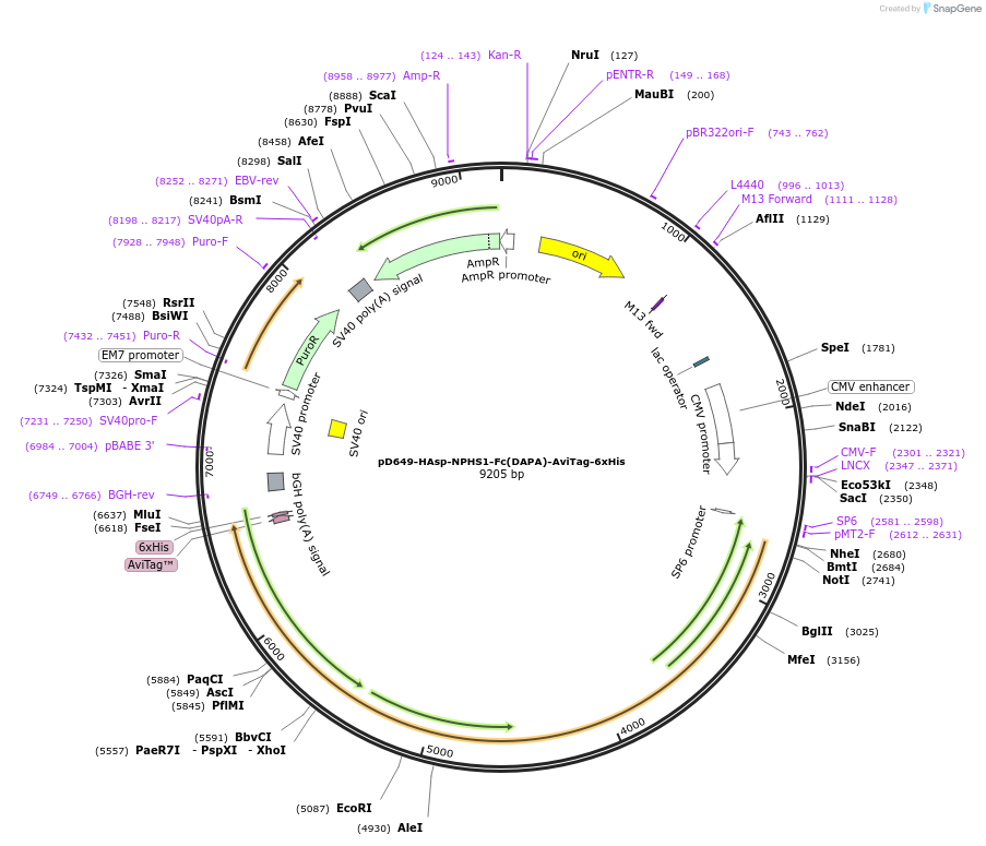 157023-plasmid-map-sequence-id-466022
