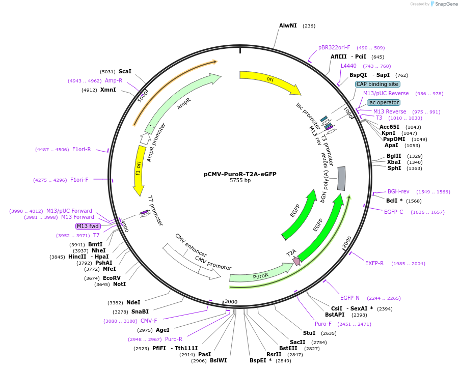 234734-plasmid-map-sequence-id-466029